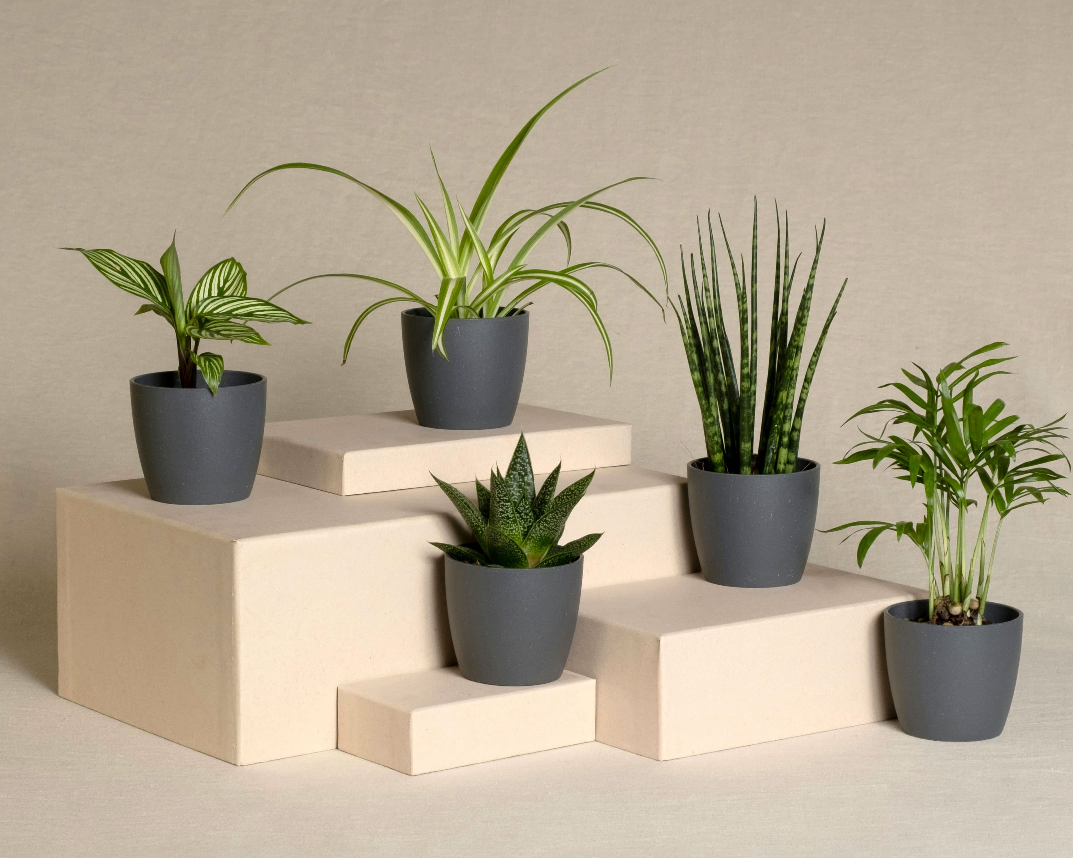 Cinco plantas pequeñas expuestas en bloques apilados de color beige, con un follaje verde variado y macetas de color gris oscuro, sobre un fondo neutro.